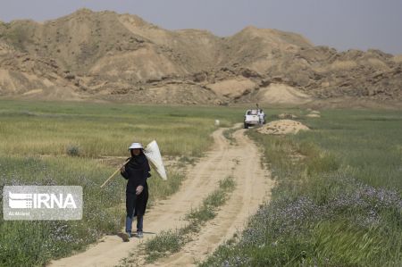 اخبار,عکس خبری,عملیات پایش ملخ‌های صحرایی در خوزستان