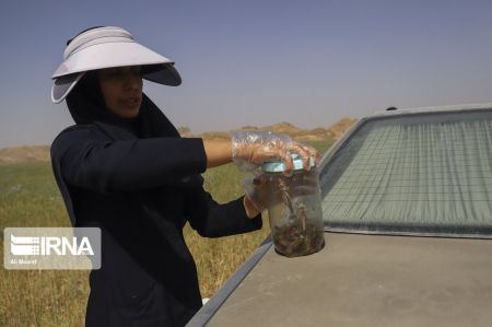 اخبار,عکس خبری,عملیات پایش ملخ‌های صحرایی در خوزستان