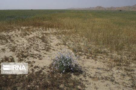 اخبار,عکس خبری,عملیات پایش ملخهای صحرایی در خوزستان اخبار,عکس خبری,عملیات پایش ملخهای صحرایی در خوزستان