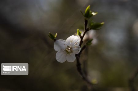 اخبار,انعکاس, شکوفه درختان باغات منصوریه بهبهان