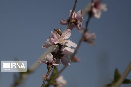 اخبار,انعکاس, شکوفه درختان باغات منصوریه بهبهان
