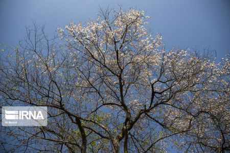 اخبار,انعکاس, شکوفه درختان باغات منصوریه بهبهان