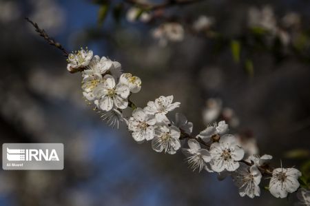 اخبار,انعکاس, شکوفه درختان باغات منصوریه بهبهان