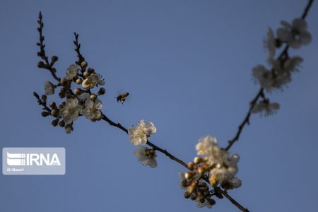 اخبار,انعکاس, شکوفه درختان باغات منصوریه بهبهان