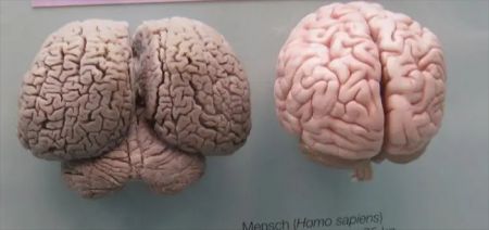 اخبار,اخبار گوناگون,صور درستی درباره اجسام و اندازه اخبار,اخبار گوناگون,صور درستی درباره اجسام و اندازه