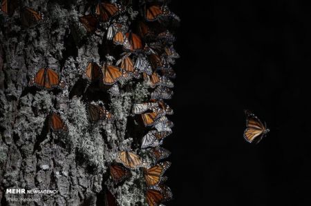 اخبار,انعکاس,تصاویر منتخب حیات وحش هفته اخبار,انعکاس,تصاویر منتخب حیات وحش هفته