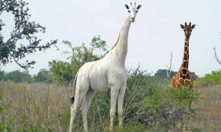 اخبار,اخبار گوناگون,زرافه سفید ماده