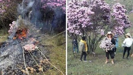 اخبار,اخبار گوناگون,رفتارهای زشت گردشگران در جهان