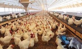 اخبار,اخبار اقتصادی,قیمت مرغ اخبار,اخبار اقتصادی,قیمت مرغ