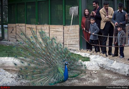  اخبار اجتماعی ,خبرهای اجتماعی,باغ پرندگان تهران