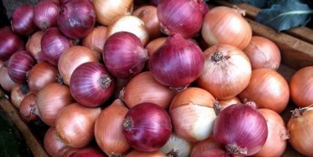 اخباراقتصادی ,خبرهای اقتصادی ,صادرات پیاز اخباراقتصادی ,خبرهای اقتصادی,صادرات پیاز