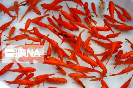 اخباراجتماعی ,خبرهای اجتماعی , ماهی قرمز اخبار اجتماعی ,خبرهای اجتماعی, ماهی قرمز