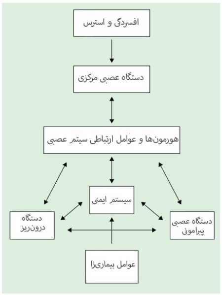 عوامل موثر برای تقویت سیستم ایمنی کنجد برای تقویت سیستم ایمنی