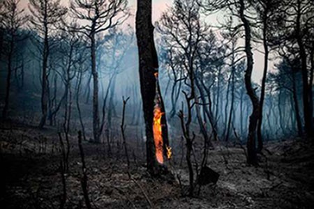 عکسهای جالب,عکسهای جذاب,آتش سوزی جنگلی