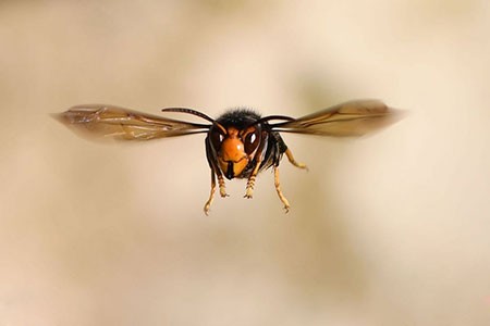 عکسهای جالب,عکسهای جذاب ,زنبور آسیایی 