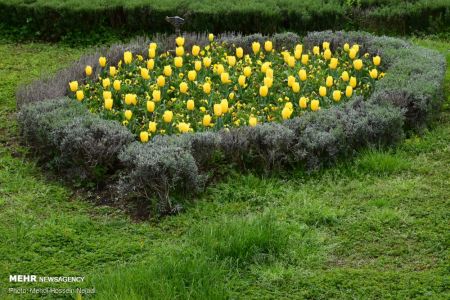 اخبار,انعکاس,آستارا میزبان گل های لاله