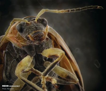 اخبار,اخبار گوناگون,پرتره حشرات از نمای نزدیک