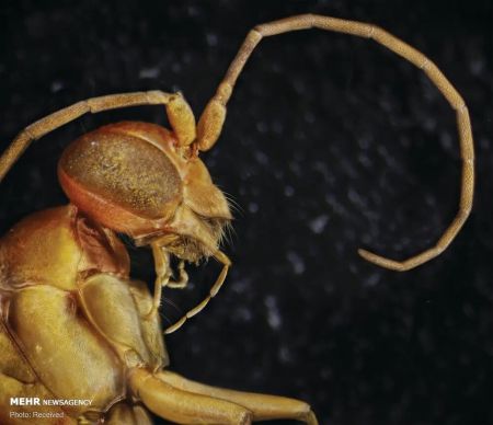 اخبار,اخبار گوناگون,پرتره حشرات از نمای نزدیک