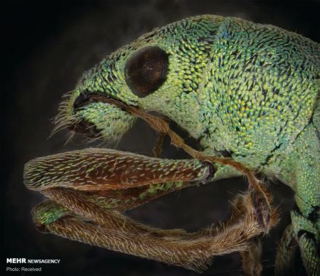 اخبار,اخبار گوناگون,پرتره حشرات از نمای نزدیک اخبار,اخبار گوناگون,پرتره حشرات از نمای نزدیک