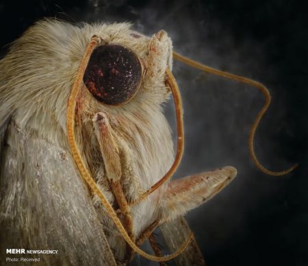 اخبار,اخبار گوناگون,پرتره حشرات از نمای نزدیک