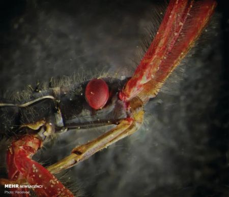 اخبار,اخبار گوناگون,پرتره حشرات از نمای نزدیک