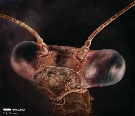 اخبار,اخبار گوناگون,پرتره حشرات از نمای نزدیک