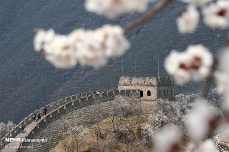 اخبار,اخبار گوناگون,تصاویر دیدنی از دیوار چین در بهار