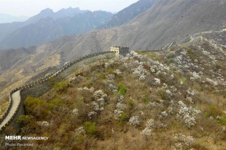 اخبار,اخبار گوناگون,تصاویر دیدنی از دیوار چین در بهار