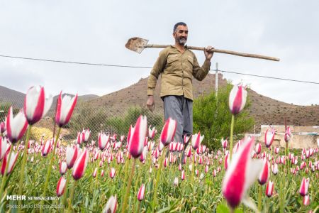 اخبار,انعکاس,لاله های وحشی