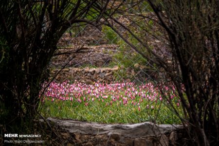 اخبار,انعکاس,لاله های وحشی