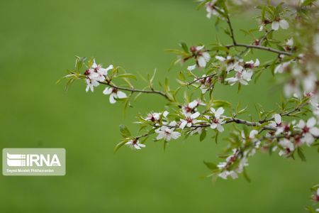اخبار,انعکاس,بوستان جنگلی آبیدر اخبار,انعکاس,بوستان جنگلی آبیدر