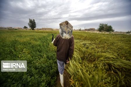 اخبار,انعکاس,بهاردرسیستان