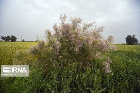 اخبار,انعکاس,بهاردرسیستان