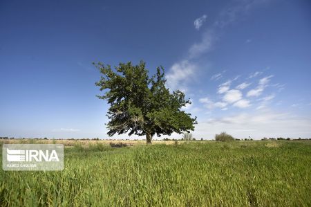 اخبار,انعکاس,بهاردرسیستان