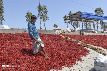 اخبار,اخبارگوناگون,خشک کردن فلفل قرمز در بنگلادش