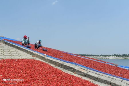 اخبار,اخبارگوناگون,خشک کردن فلفل قرمز در بنگلادش