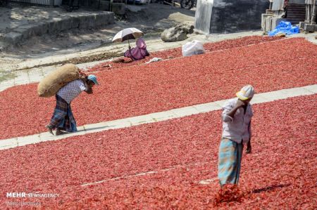 اخبار,اخبارگوناگون,خشک کردن فلفل قرمز در بنگلادش