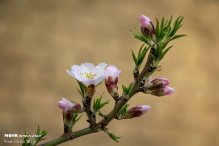 انعکاس,رد پای بهار در چهارمحال و بختیاری