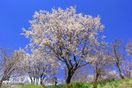 انعکاس,رد پای بهار در چهارمحال و بختیاری