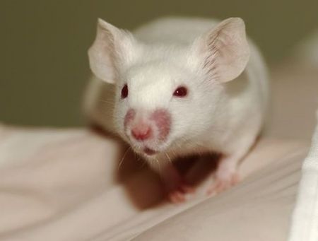 اخبار,اخبار گوناگون,شباهتهای جالب حیوانات به انسان اخبار,اخبار گوناگون,شباهتهای جالب حیوانات به انسان