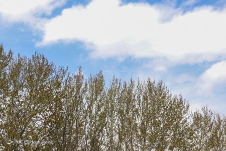 عکس خبری,بهار ۹۹ در اصفهان اخبار,اخبار جدید,اخبار