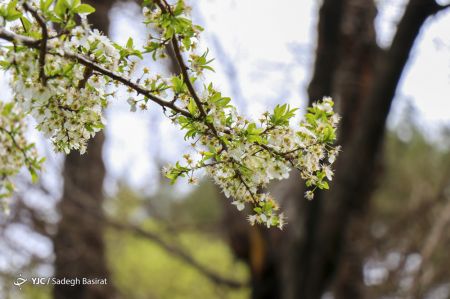 عکس خبری,بهار ۹۹ در اصفهان اخبار,اخبار جدید,اخبار