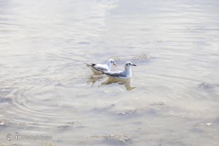 عکس خبری,بهار ۹۹ در اصفهان اخبار,اخبار جدید,اخبار