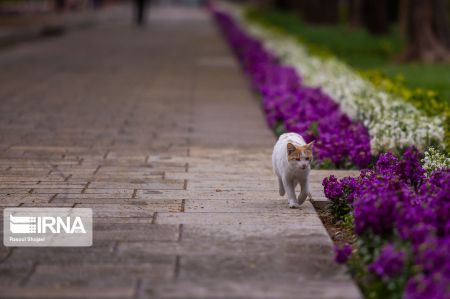 عکس خبری,چهارباغ اصفهان زیر سایه کرونا عکس خبری,چهارباغ اصفهان زیر سایه کرونا