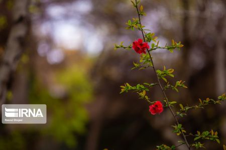 عکس خبری,چهارباغ اصفهان زیر سایه کرونا عکس خبری,چهارباغ اصفهان زیر سایه کرونا