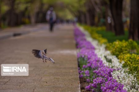 عکس خبری,چهارباغ اصفهان زیر سایه کرونا عکس خبری,چهارباغ اصفهان زیر سایه کرونا