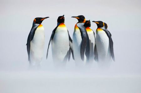 اخبار,اخبار گوناگون,تصورات اشتباه در مورد حیوانات اخبار,اخبار گوناگون,تصورات اشتباه در مورد حیوانات