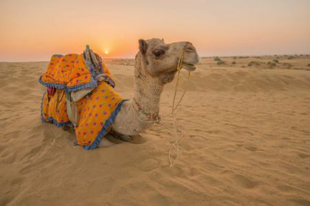 اخبار,اخبار گوناگون,تصورات اشتباه در مورد حیوانات اخبار,اخبار گوناگون,تصورات اشتباه در مورد حیوانات