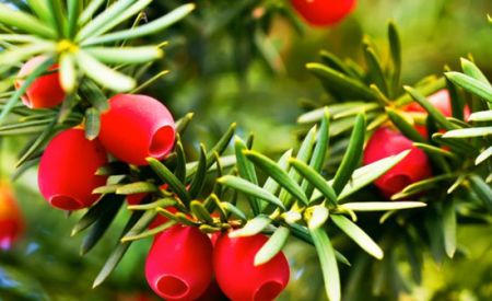 اخبارگوناگون,خبرهای گوناگون , دانستنیهای جالب اخبارگوناگون,خبرهای گوناگون , دانستنیهای جالب