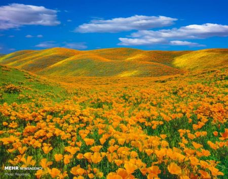  اخبارگوناگون,خبرهای گوناگون ,بهار زیبایی های خارق ‏العاده